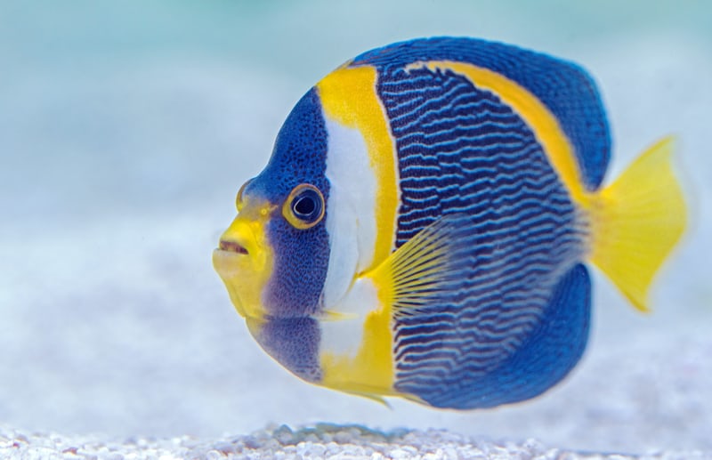 NCSC's tweet photo. We're not squidding... we think you should read our phishing guidance https://t.co/qy3V0Xakgx https://t.co/4bVZIljfe4