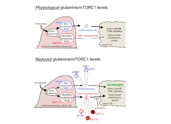 embojournal's tweet photo. New twists on heterogeneity of extracellular vesicles by @GoberdhanLab: reduced #glutamine or #mTORC signaling induces tumorigenic Rab11-positive #exosomes with altered cargo
https://t.co/cofgP0GxI7 https://t.co/YwIOsmn07M