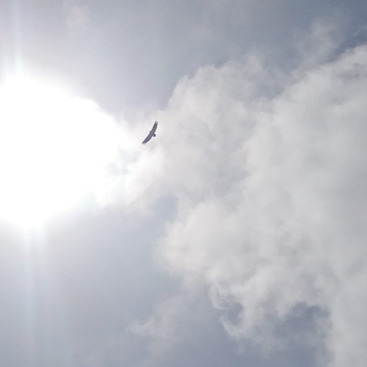 MtnGirlMichelle's tweet photo. If it's time for lunch and the  vultures are circling above, should I be worried? 😅🙃
-
-
-
#hiking #randonnee #artzamendi #pyrenees #pyreneesatlantiques #vultures #oiseux #instanature #lunchtime #hikingfrance #whatsforlunch https://t.co/AmQvdZEk3A