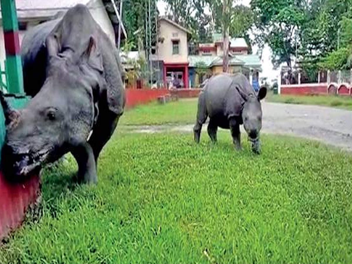 hvgoenka's tweet photo. After having deers, flamingos, peacocks, leopards rejoicing their freedom and extra space to move around, comes the news of a rhino and its child being spotted in a residential area in Morigaon, Assam thanks to floods. 
Protect wildlife. Protect nature. Don’t make them history. https://t.co/q5Qsd3fMoQ