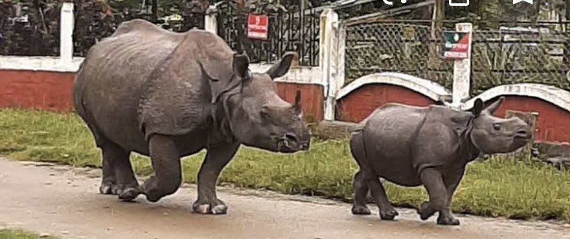 hvgoenka's tweet photo. After having deers, flamingos, peacocks, leopards rejoicing their freedom and extra space to move around, comes the news of a rhino and its child being spotted in a residential area in Morigaon, Assam thanks to floods. 
Protect wildlife. Protect nature. Don’t make them history. https://t.co/q5Qsd3fMoQ