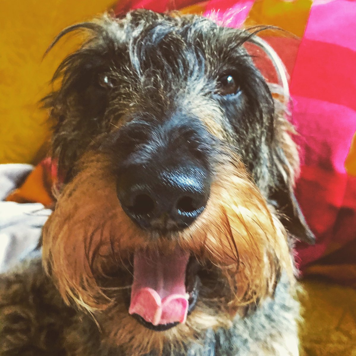 Finn53571796's tweet photo. Happy #tot pals 👅. Hope it’s not as rainy 🌧 as yesterday! #tonguesouttuesday #mischiefmode #floofsofinstagram https://t.co/TRL1nPSOFT