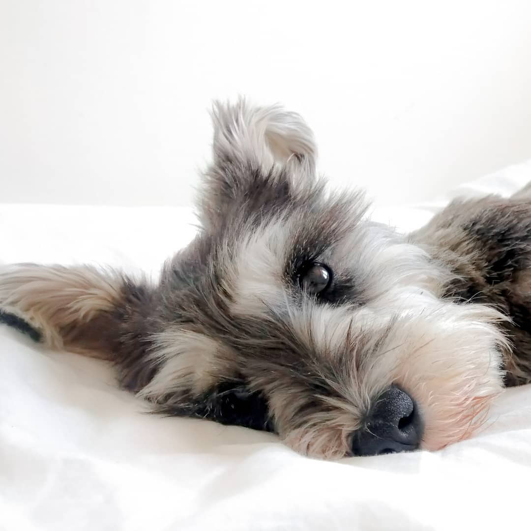 PetClubSA's tweet photo. When she looks at you like that ๐๐ by IG @suzie.the.schnauzer
https://t.co/fWU7D5dCmM for feature requests, deals & freebies
#petclubsa #pet #pets #petsofinstagram #petsofig #instapets #cutepets #petsdaily #petlife #happypet #petstagram #dog #dogs #dogsofinstagram #dogsofig https://t.co/SFroS9UYir