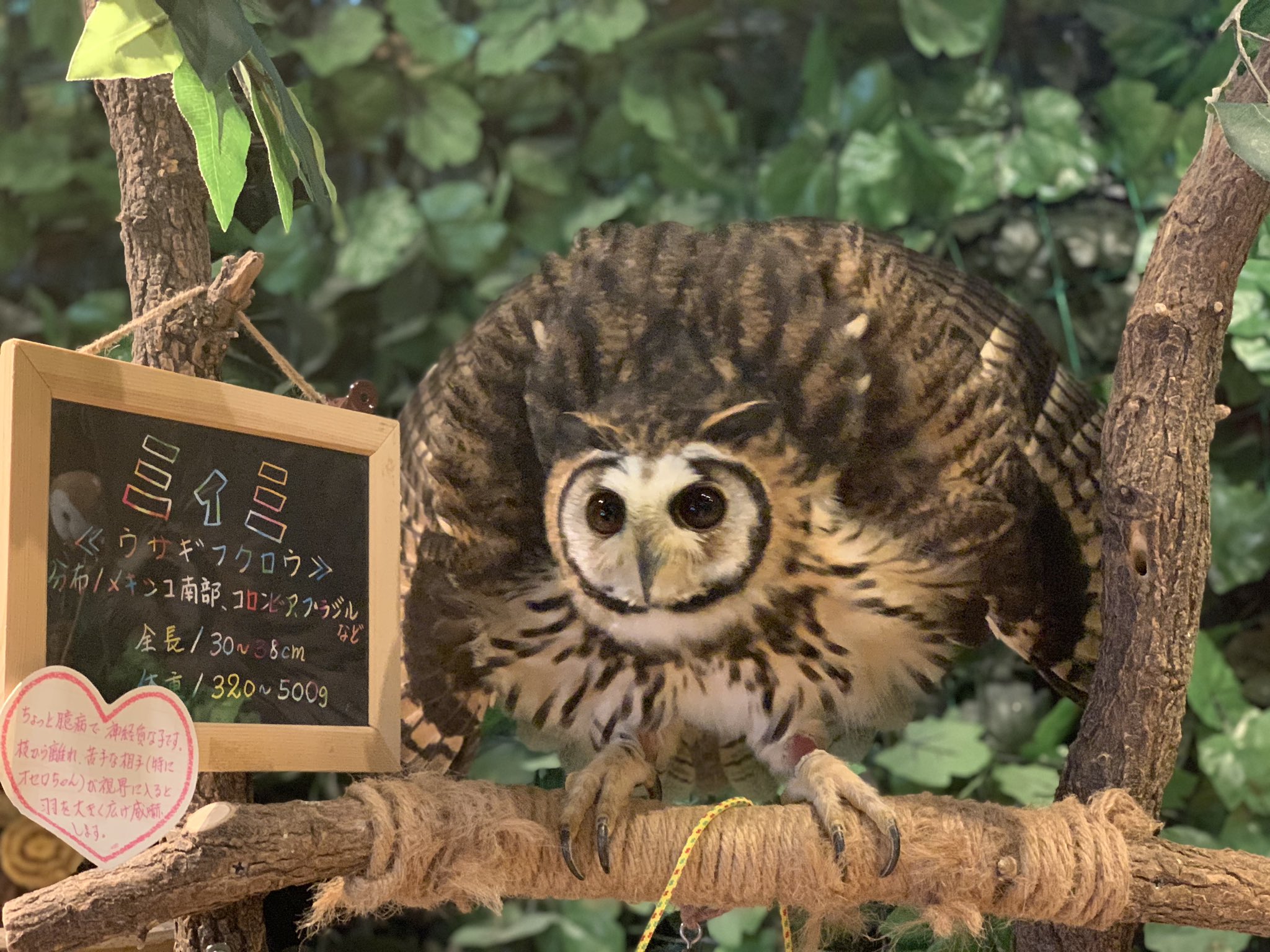 ふくろうカフェ楽園 公式 全開フルスロット状態のミィミちゃん ふくろうカフェ楽園 フクロウカフェ楽園 ふくろうカフェ フクロウカフェ カフェ アニマルカフェ ふくろう フクロウ ウサギフクロウ 猛禽類 癒し 幸せ 楽園 ペット 動物