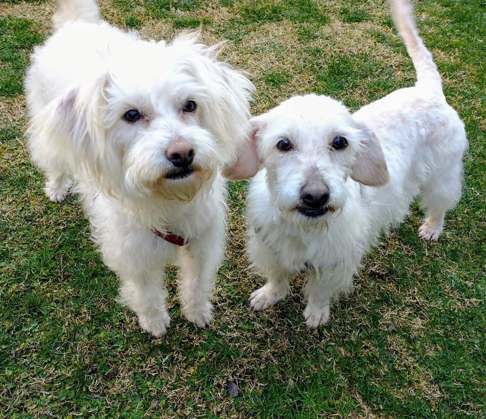 Javi_paz89's tweet photo. Perritas en adopción!! 1 y 3 años, se dan en adopción juntas. Ambas están esterilizadas!! Se portan regio!! Interesados escribir por interno!! https://t.co/YmLWUtd3CV