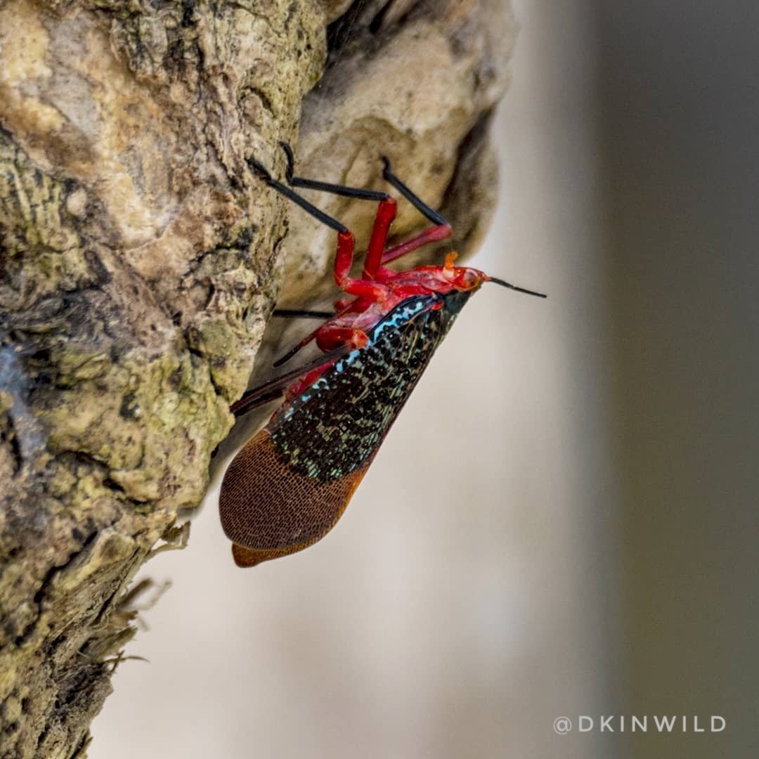 dkinwild's tweet photo. When Kalidasa revisited...

I love its genus name Kalidasa which is definitely a tribute to the famous poet.

What's the story behind such a name is still intriguing for me. Can anyone help? 

A really beautiful insect - Kalidasa lanata

#lockdownsafari https://t.co/1CPDxAjD5n