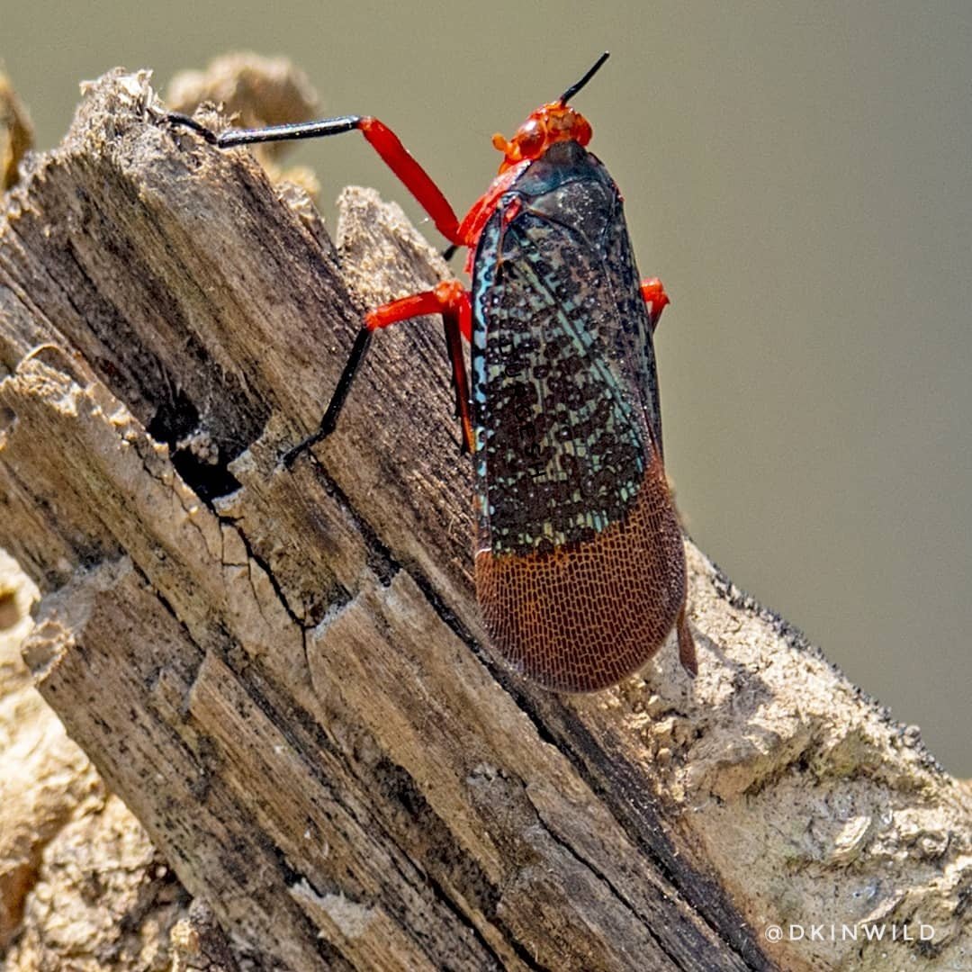 dkinwild's tweet photo. When Kalidasa revisited...

I love its genus name Kalidasa which is definitely a tribute to the famous poet.

What's the story behind such a name is still intriguing for me. Can anyone help? 

A really beautiful insect - Kalidasa lanata

#lockdownsafari https://t.co/1CPDxAjD5n