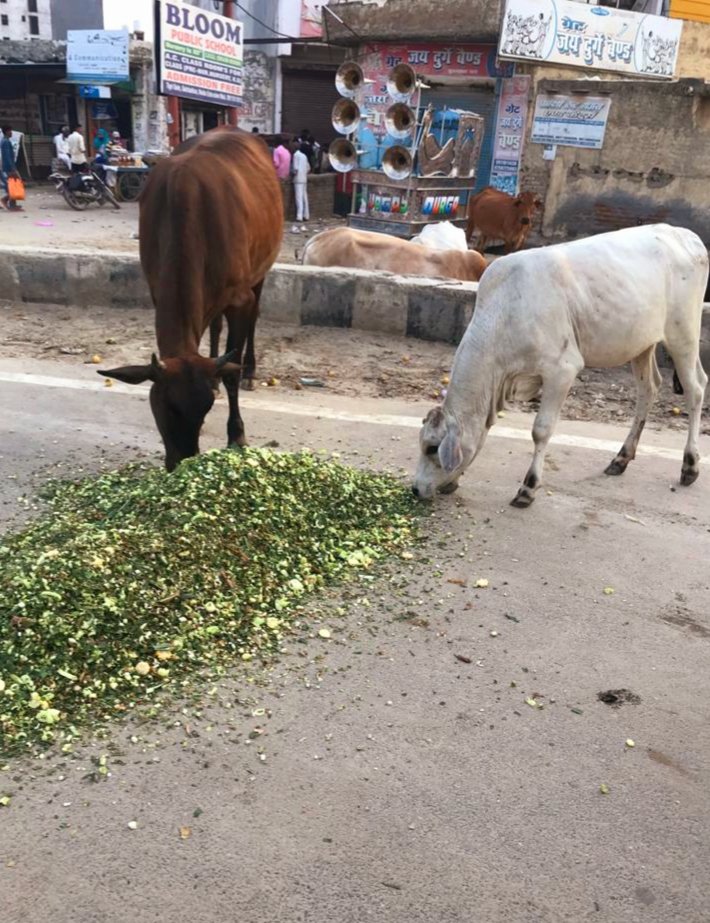 जय गौ माता वन्दे गौ मातरम 🙏
कोरोना महामारी के शुरुआती दिनों से ग्रेटर नॉएडा के निराश्रित गौवंश को ताज़ा हरा चारा खिलाने का पावन कार्य जारी है|
#KindnessInCrisis #EachOneReachOne #cowsoftwitter #feedingstrays #onekindact #doyourbit #LockdownLife