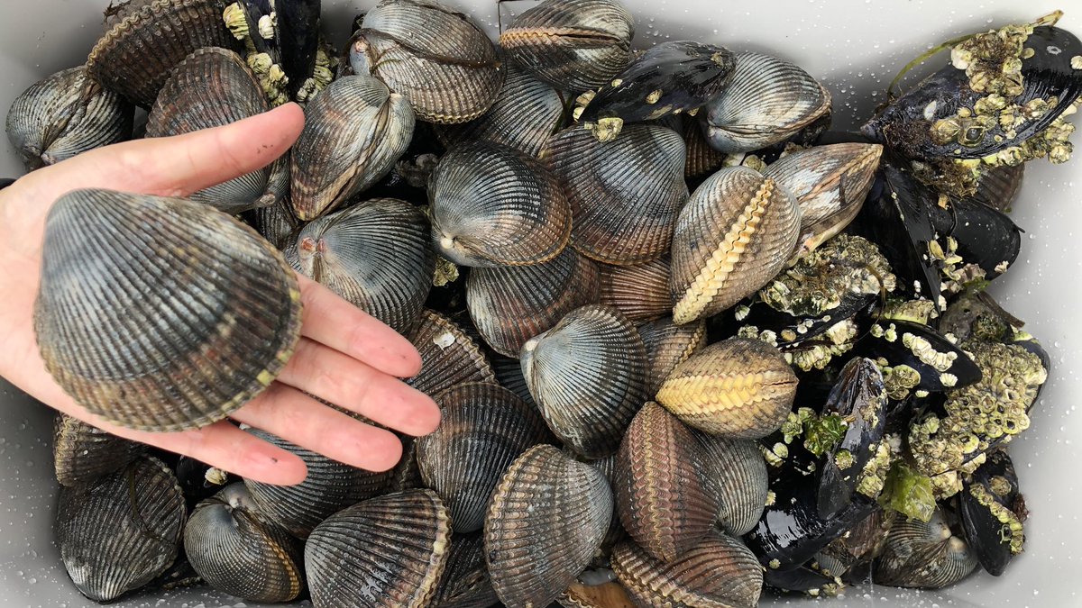AmsterdamDiY's tweet photo. Nice cockle clams. https://t.co/L9WJeeEULC