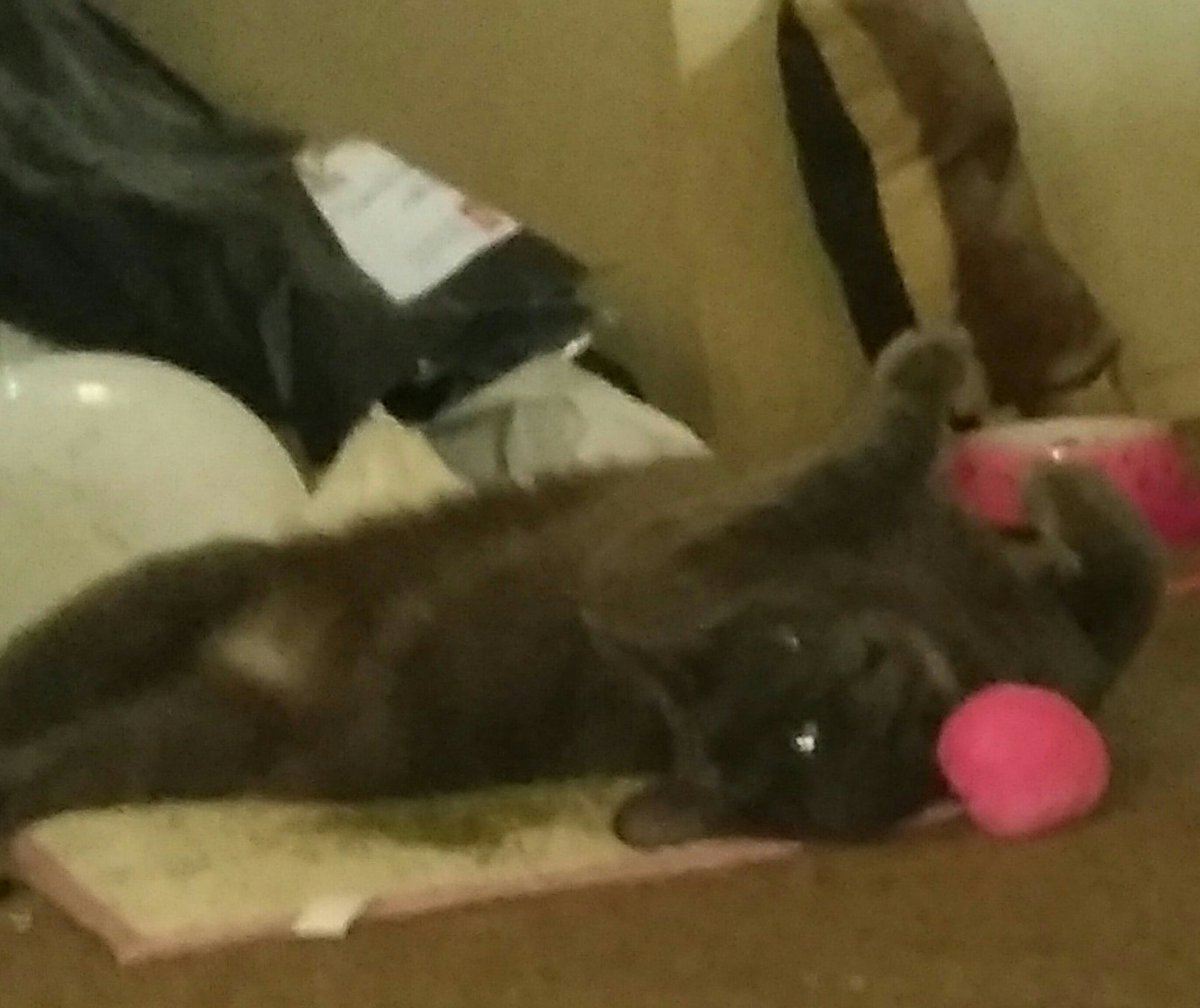 richardbell235's tweet photo. Goodnight to all our Purrrrfectly Wonderful Furry Friends!  Sweet Dreams and Remember We Loves You All!  Nite Nite!  Love Nikki XO https://t.co/9XawD7ig98
