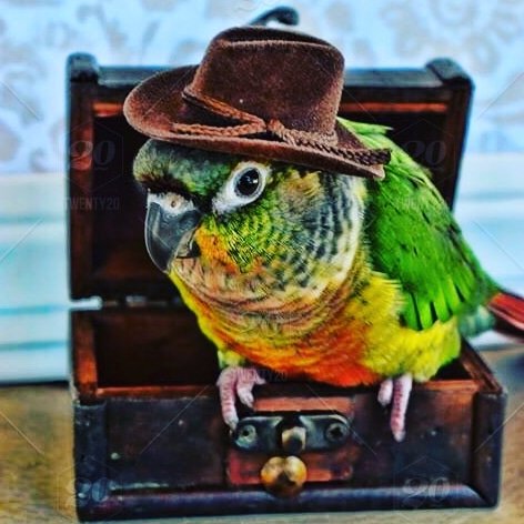 Howdy Twitter family. 🥰🦜💖