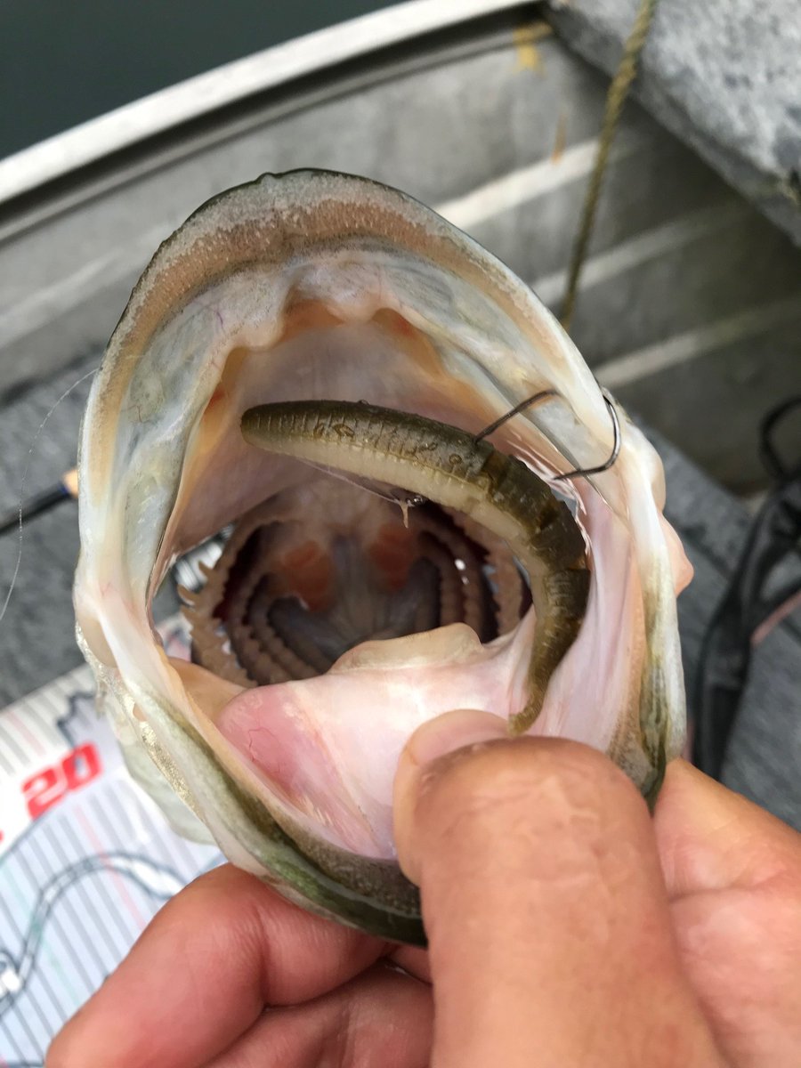 O Xrhsths つりどうぐ一休 釣果ブログ情報 Sto Twitter リザーバー福山 池原ダム 更新いたしました 前回よりはだいぶ水位が増えて ビッグバスのスクールも見えましたが 釣り バスフィッシング バス釣り 池原ダム 40アップ ジャバシャッド ノー