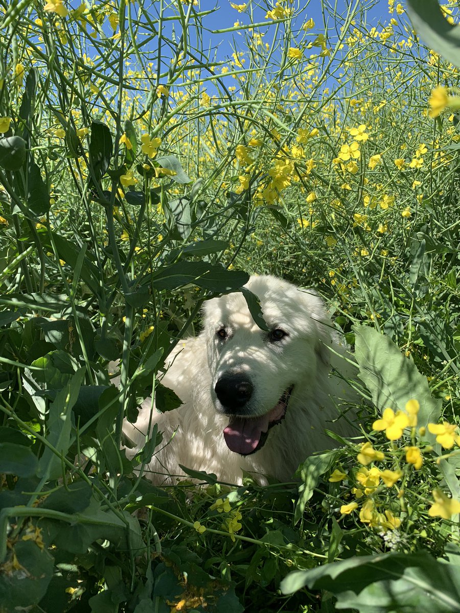 Everyday in the field is a good day. #luckyfarmer #CdnAg #plant20 #farmdog #maverickbarley #athabascapeas