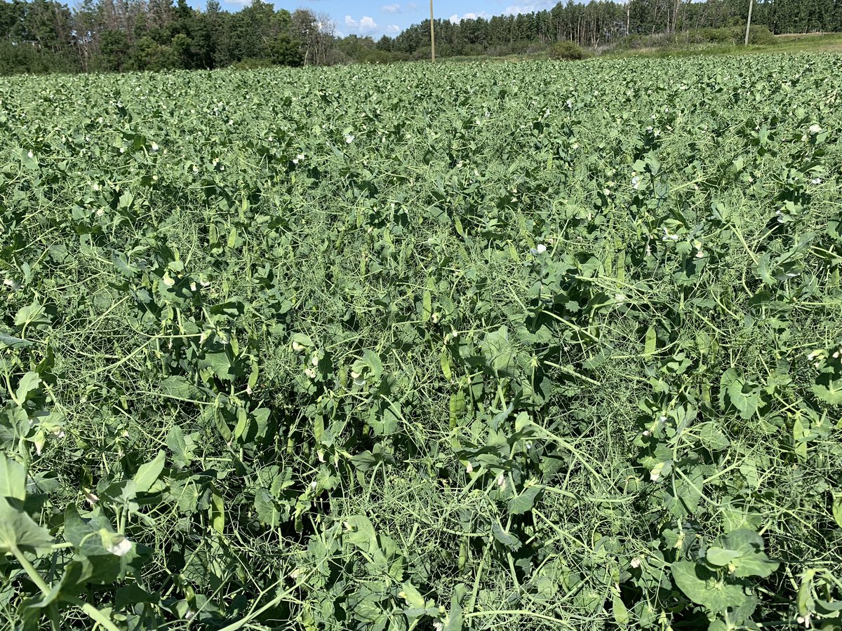 erindawnjackson's tweet photo. Everyday in the field is a good day. #luckyfarmer #CdnAg #plant20 #farmdog #maverickbarley #athabascapeas https://t.co/PUNyrK5rRe