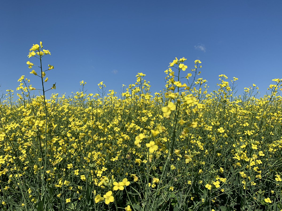erindawnjackson's tweet photo. Everyday in the field is a good day. #luckyfarmer #CdnAg #plant20 #farmdog #maverickbarley #athabascapeas https://t.co/PUNyrK5rRe