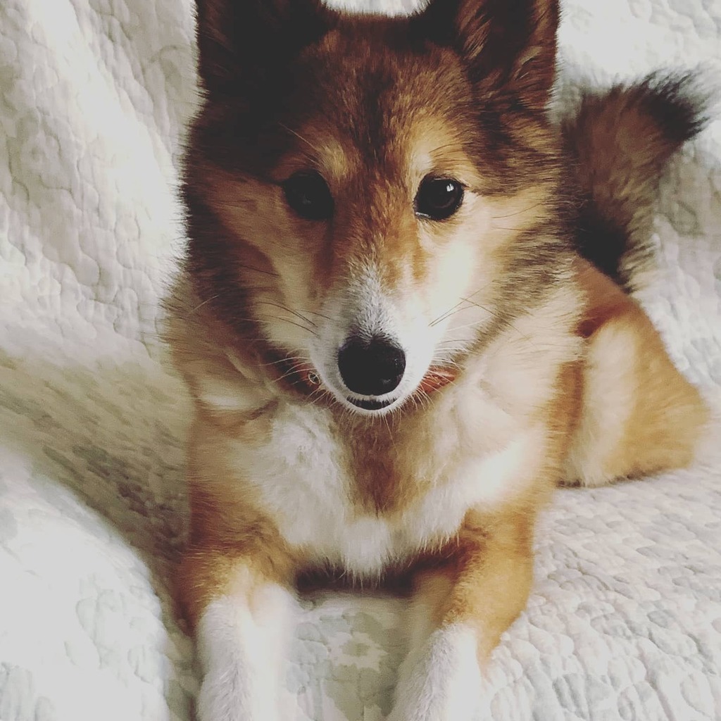 柴犬 シェルティmix マロンチャンネル Mix Maron Twitter