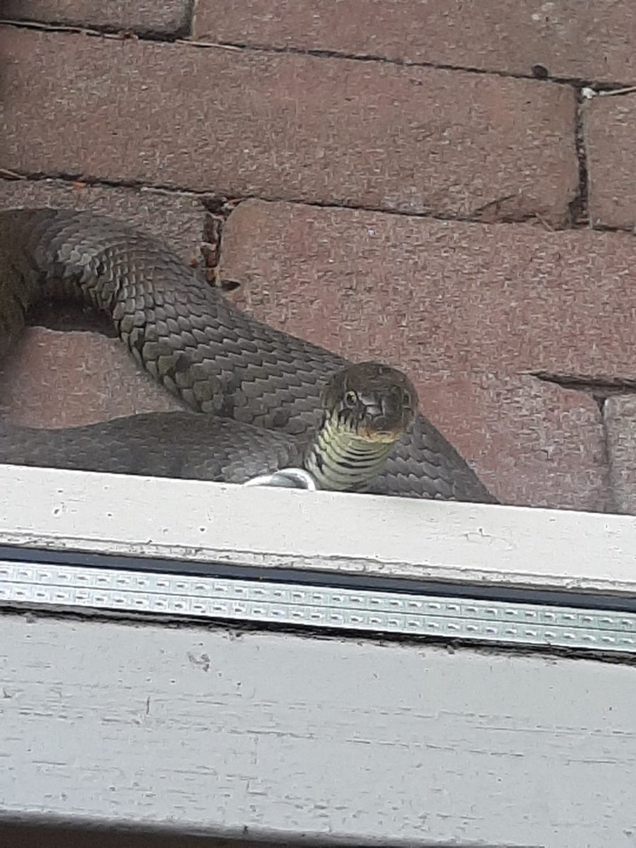 hanskoning2's tweet photo. Snake #woldberg #deeese https://t.co/pObLVOhgQe