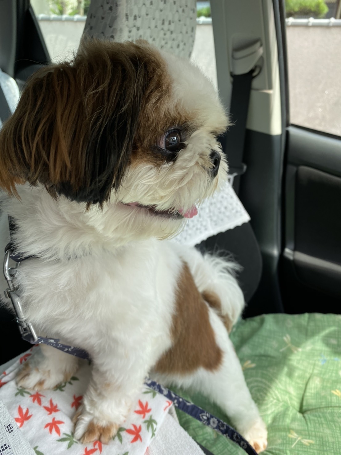 うるさい犬 Twitter Search Twitter
