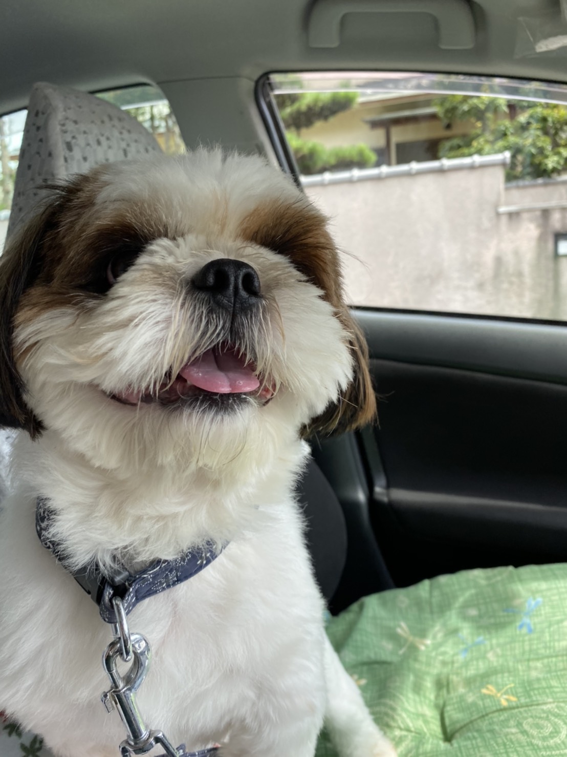 うるさい犬 Twitter Search Twitter