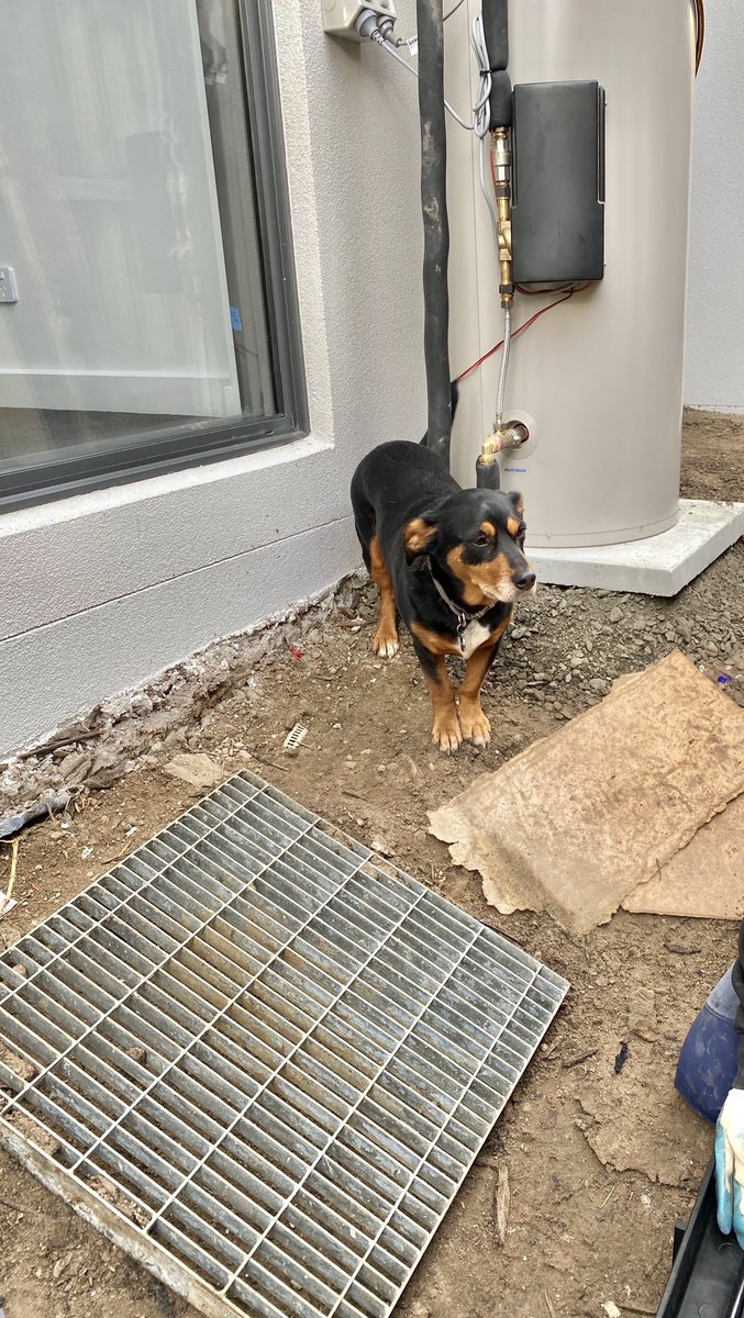 GardensModern's tweet photo. Site doggo Toby 🐶 overseeing and ensuring all site inspections and procedures are being met ✅🤪 https://t.co/h0oc4gXVud