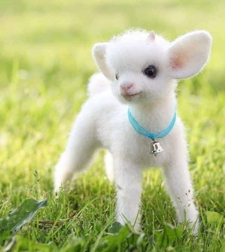 some people all down by looking at cute animals so here are some! you can search up “cute animals” on google for more <3