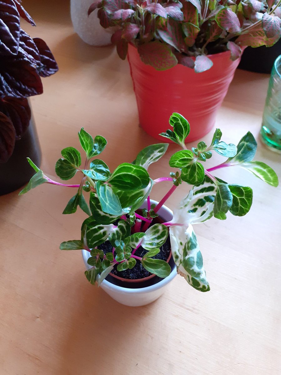 Vähän vaikeuksia kestää tätä söpöä pikku kasvia 😍 haluan mun kotiin viidakon 😊  #viherkasvit #piilea #tuesdayvibes