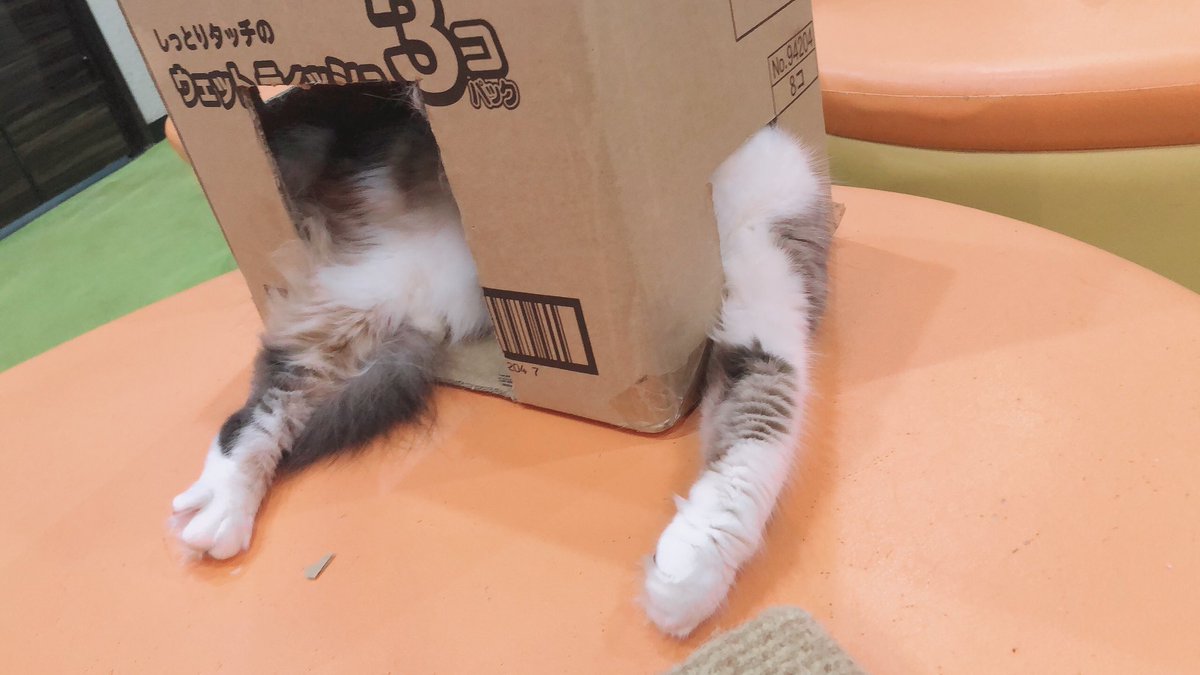 Cat Cafe 心猫 ここね A Twitter え ちゃちゃどうなってんの と思ったらおててが小さな穴から出ていただけでした 猫カフェ心猫 心猫 Cocone 近鉄奈良駅 奈良市 Catcafe 猫 ねこ ネコ Cat 猫部 ねこぶ 猫好きさんと繋がりたい ふわもこ部