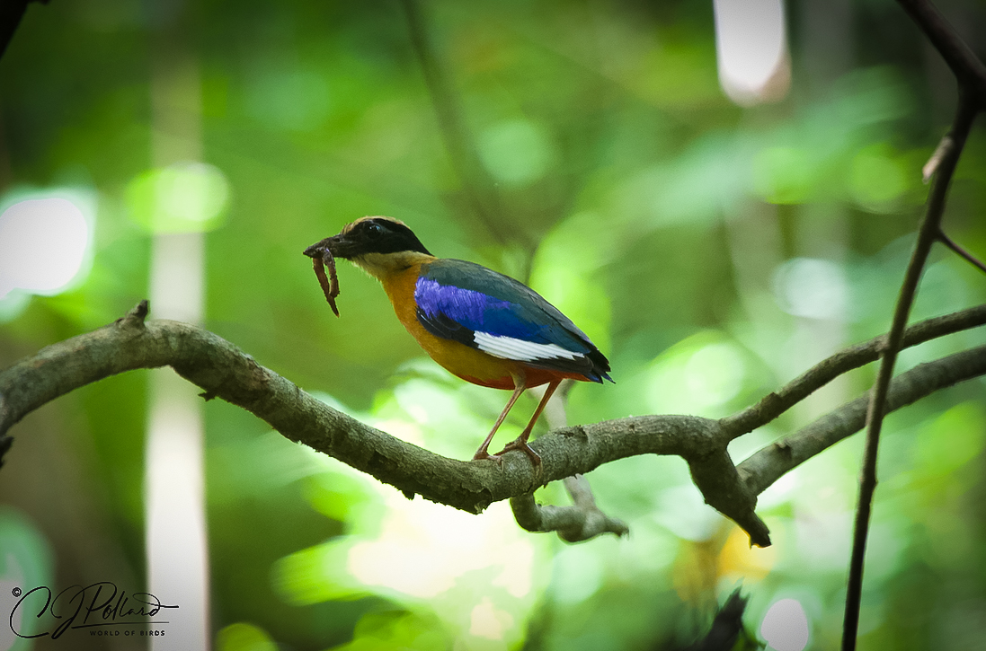 chrispollard48's tweet photo. This morning at Baan Maka...#bluewingedpitta https://t.co/egkeBo13l9