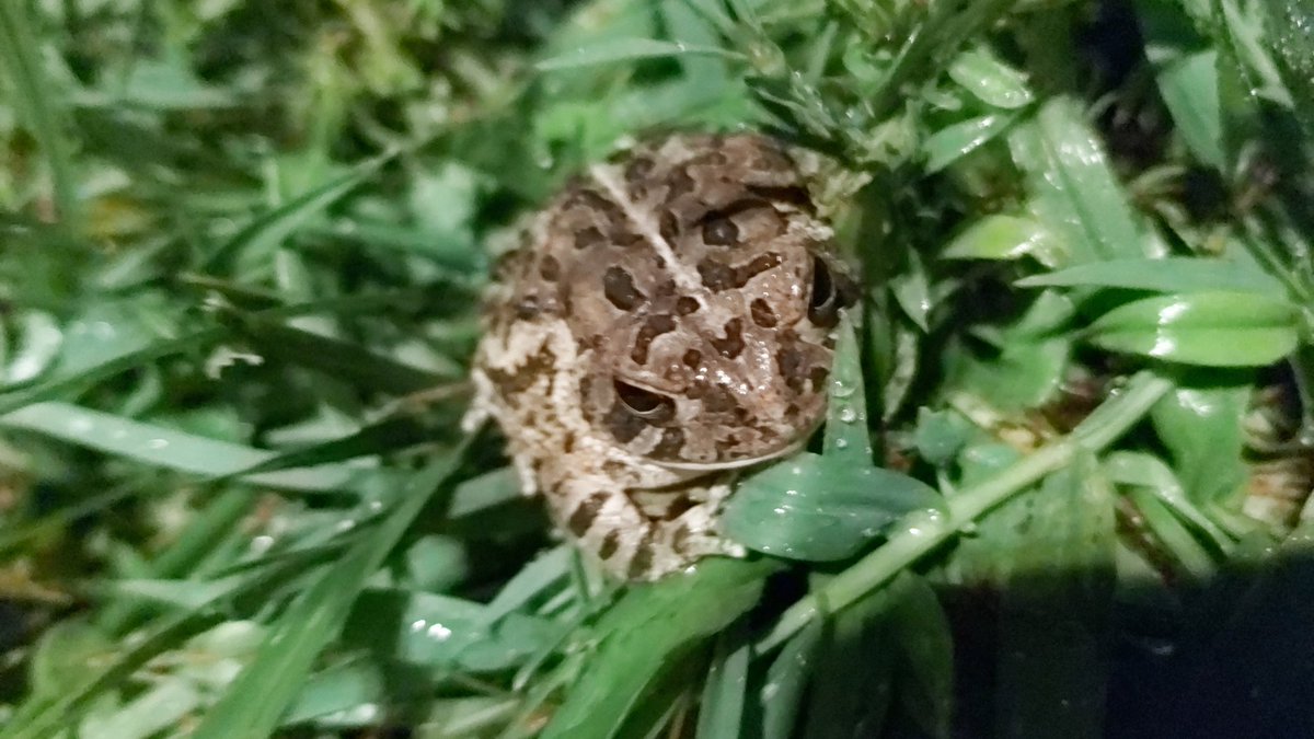 Wild_Manta's tweet photo. Hey. Thought u all should see this. Dont know what it is. If anyone knows how to kill/help it please let me know https://t.co/GNmz6xZGR9