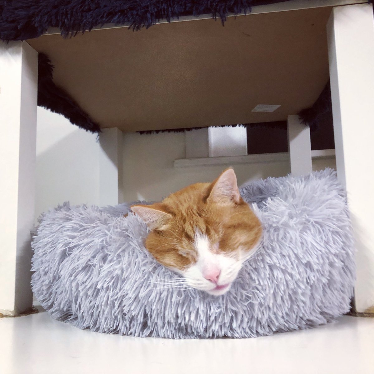 purrsandbeansnz's tweet photo. When you and the bed become one 💕 #Bryan #bedtime #calmingbed #softkittywarmkitty #spoiledcat #blindcat #handicats #baristacats https://t.co/SPBKxlwDsg