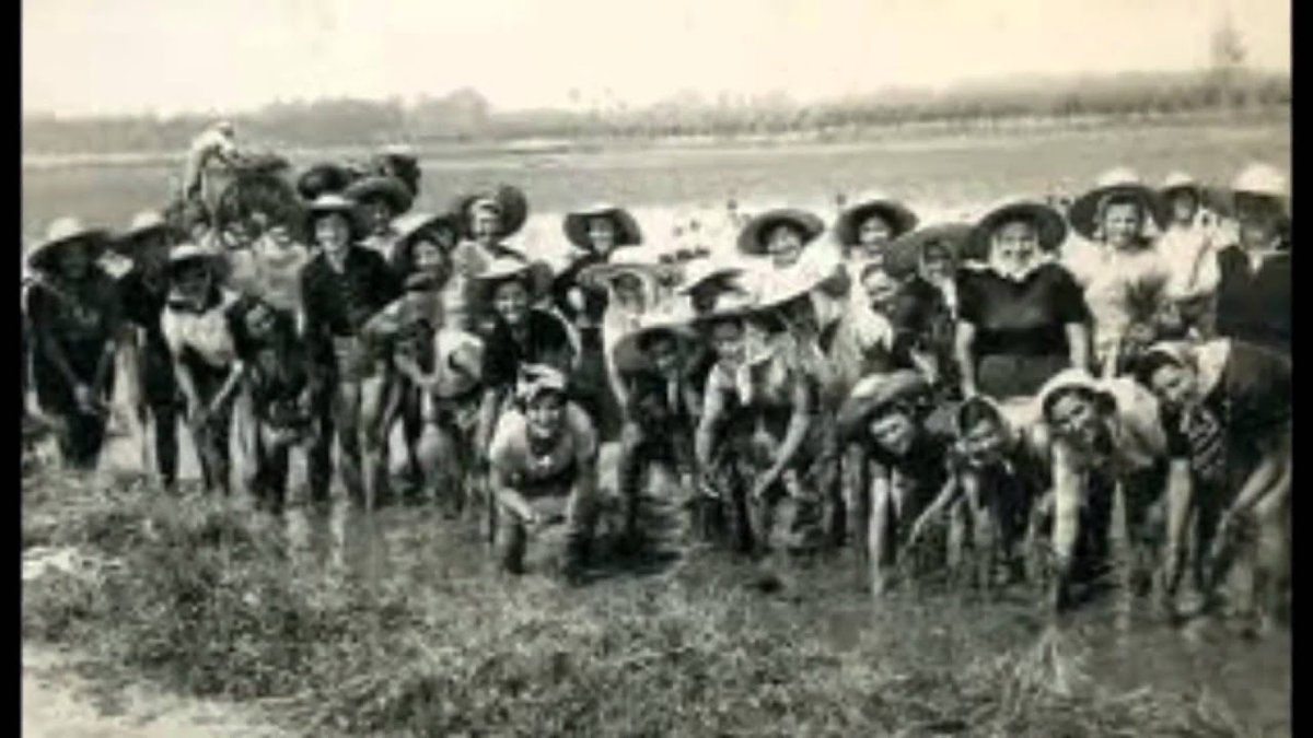 The original song though was sung by female seasonal workers (“mondine”) of paddy fields of rice, especially in Italy's Po Valley from late 19th century to early 20th century. Monda (weeding) of the rice fields was an extremely tiring task carried out in atrocious conditions.6/