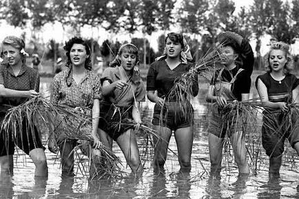 The original song though was sung by female seasonal workers (“mondine”) of paddy fields of rice, especially in Italy& #39;s Po Valley from late 19th century to early 20th century. Monda (weeding) of the rice fields was an extremely tiring task carried out in atrocious conditions.6/