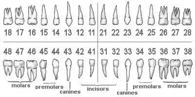 TukangGigi Najib 🦷 tweet media