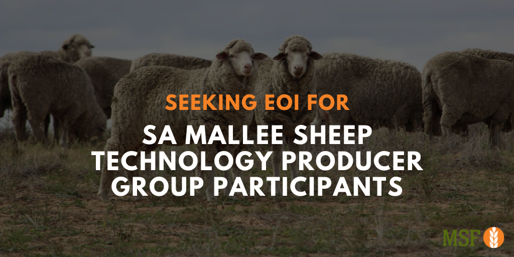 MsfMallee's tweet photo. ATTENTION SA MALLEE SHEEP PRODUCERS - would you be interested in participating in our SA Mallee Sheep Technology Producer Group? 🐑 We are pleased to announce another livestock project is in the works! Learn more: https://t.co/iasAUFvMeh
#MalleeSheepProducers #TechnologyGroup https://t.co/Zb1728JIFQ