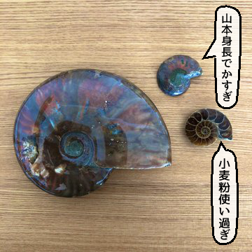 @tinbran それを俺に伝えてくるアンモナイトはどう? 