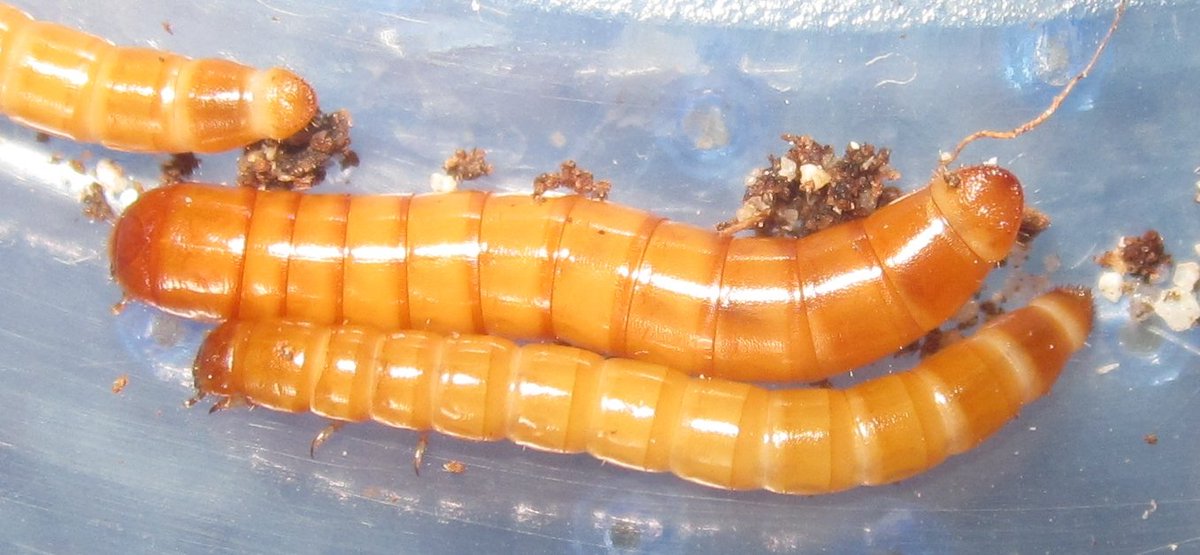 Invertebr8Dude's tweet photo. New Post: Conibius &amp; Eleodes Updates! 

https://t.co/VVU8xLaY66 

#Conibius #Eleodes #Tenebrionidae #Darklingbeetle #Coleoptera #invertebrates #entomology https://t.co/6ORwryOKXR