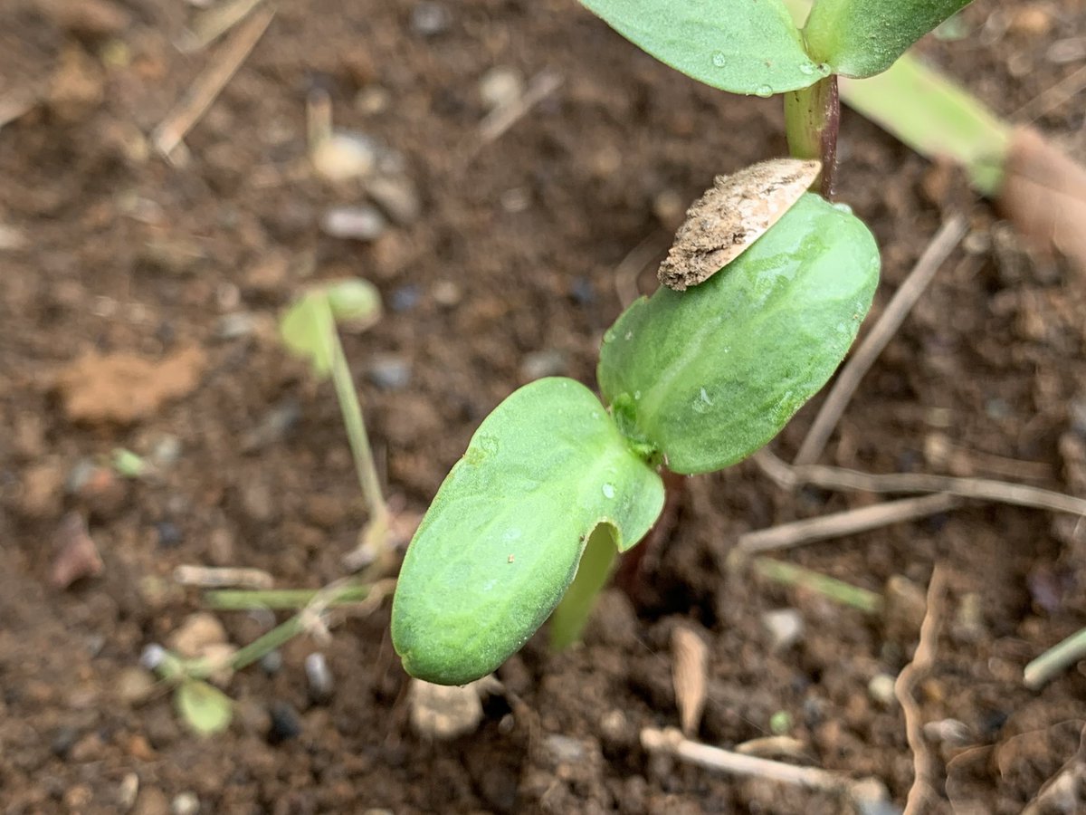 キャプテンバヤ チームしょどうし ヒマワリ発芽 双葉に乗っている種の殻が可愛くて好き W 向日葵 ヒマワリ ひまわり ひまわり発芽 ヒマワリの種 向日葵観察日記 観察日記