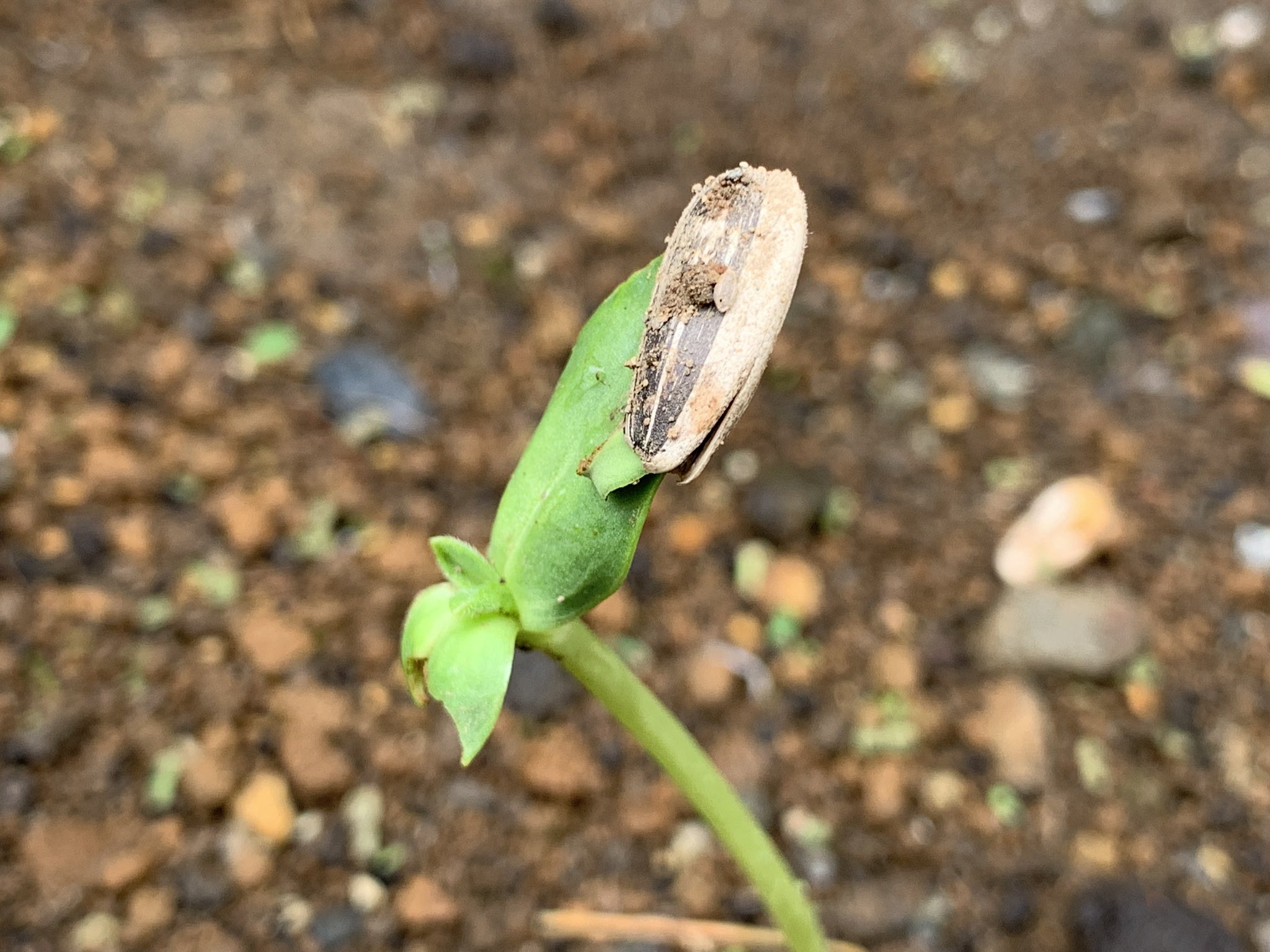 キャプテンバヤ チームしょどうし ヒマワリ発芽 双葉に乗っている種の殻が可愛くて好き W 向日葵 ヒマワリ ひまわり ひまわり発芽 ヒマワリの種 向日葵観察日記 観察日記 T Co Dkq8nbgn0l Twitter キャプテンバヤ チームしょどうし ヒマワリ発芽 双葉に乗っている種の殻が可愛くて好き W 向日葵 ヒマワリ ひまわり ひまわり発芽 ヒマワリの種 向日葵観察日記 観察日記 T Co Dkq8nbgn0l Twitter