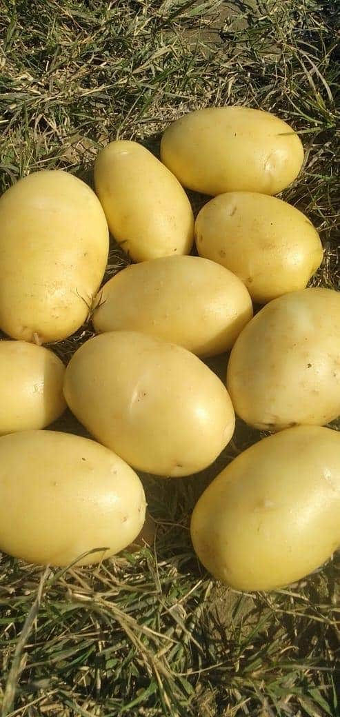 Lovely clean new season Baking potatoes now in. 🥔
#bakingpotatoes #potatoes #veg <a href="/catrachomazizo/">potato inspector</a> <a href="/TradeTokyo/">Pakistan Trade & Investment Officer, Tokyo</a>