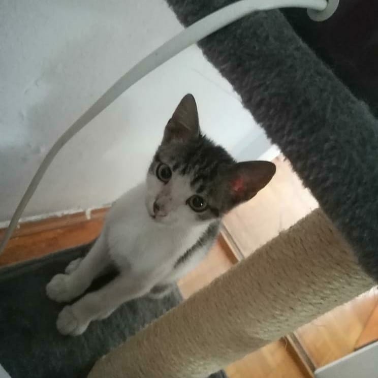 Ovaj malisa je pronadjen pre par dana na ulici. Preeeemrsav je, izgleda kao da ima dva meseca, ali veterinar je procenio da ima oko 3,4. Deckic je, ociscen je od parazita, okupan i trazi dom 🙏💟
Prevoz do doma, kao i kastracija kada za to dodje vreme je obezbedjena 😊
DELITE 🙏