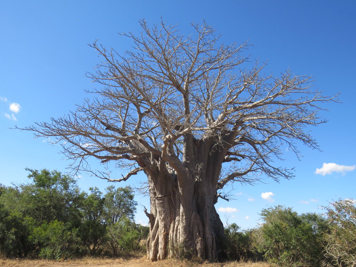 AdriaanG_LP's tweet photo. “Baobab is strongly anchored in the soil by an extensive and strong root system that grows 2m deep, and whose diameter may be higher than the tree height” Are your roots strong, deep enough to withstand the storms of life that are simply unparalleled? #KnowYourself #leadership https://t.co/bJ5IHff1lR