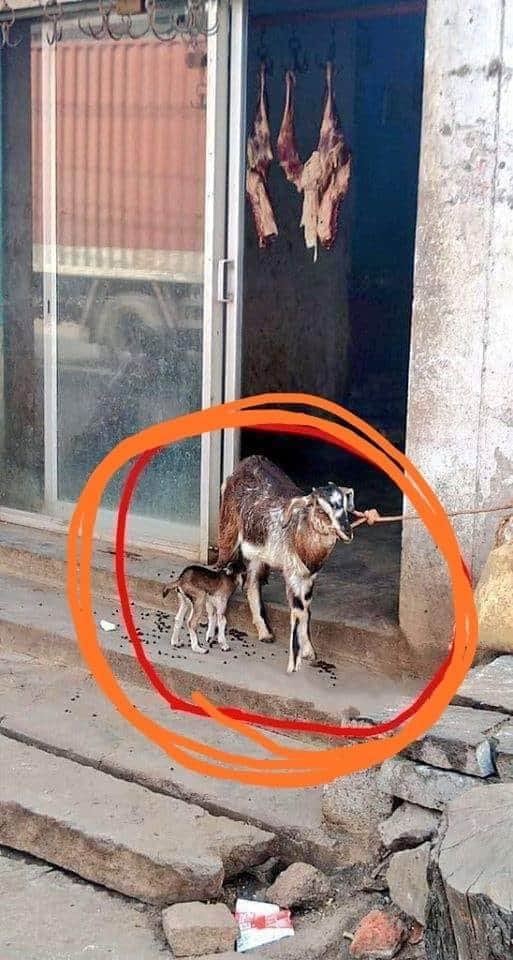 rohit521's tweet photo. अगर ये दृश्य देखकर भी दया नहीं आती,
और मुंह में पानी आ रहा है, तो फिर प्राकृति से भी रहम की उम्मीद मत रखना!!                            #ईको_फ्रेंडली_बक़रीद https://t.co/1dXstBoATf