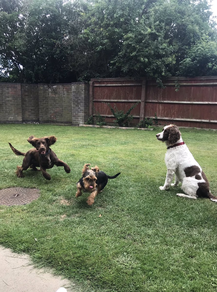 GrahamFowles83's tweet photo. @RyanTLlewellyn What about Spaniels? 😂 https://t.co/bPw20T9koy