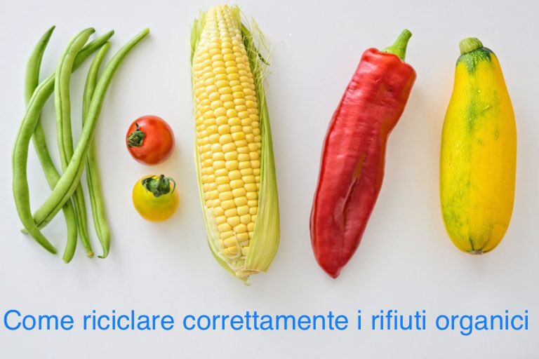SmartRicicla's tweet photo. Cosa va gettato nell’#umido? E quale tipo di sacchetto va utilizzato? La risposta a questa e ad altre domande nella nostra guida sulla #raccoltadifferenziata su https://t.co/y6ybppwEup https://t.co/39tKgdY6Js