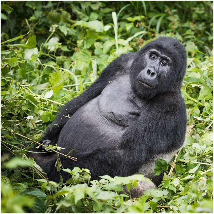 AdventuresFrena's tweet photo. Sitting patiently on the cold ground of a Ugandan forest to catch a peek of the great mountain gorilla might be one of life’s greatest privileges. The gorilla trekking at Bwindi

#DiscoverUganda #mountaingorilla #mountaingorillas #MountaingorillasofUganda #gorilla https://t.co/lwvSYphFjW