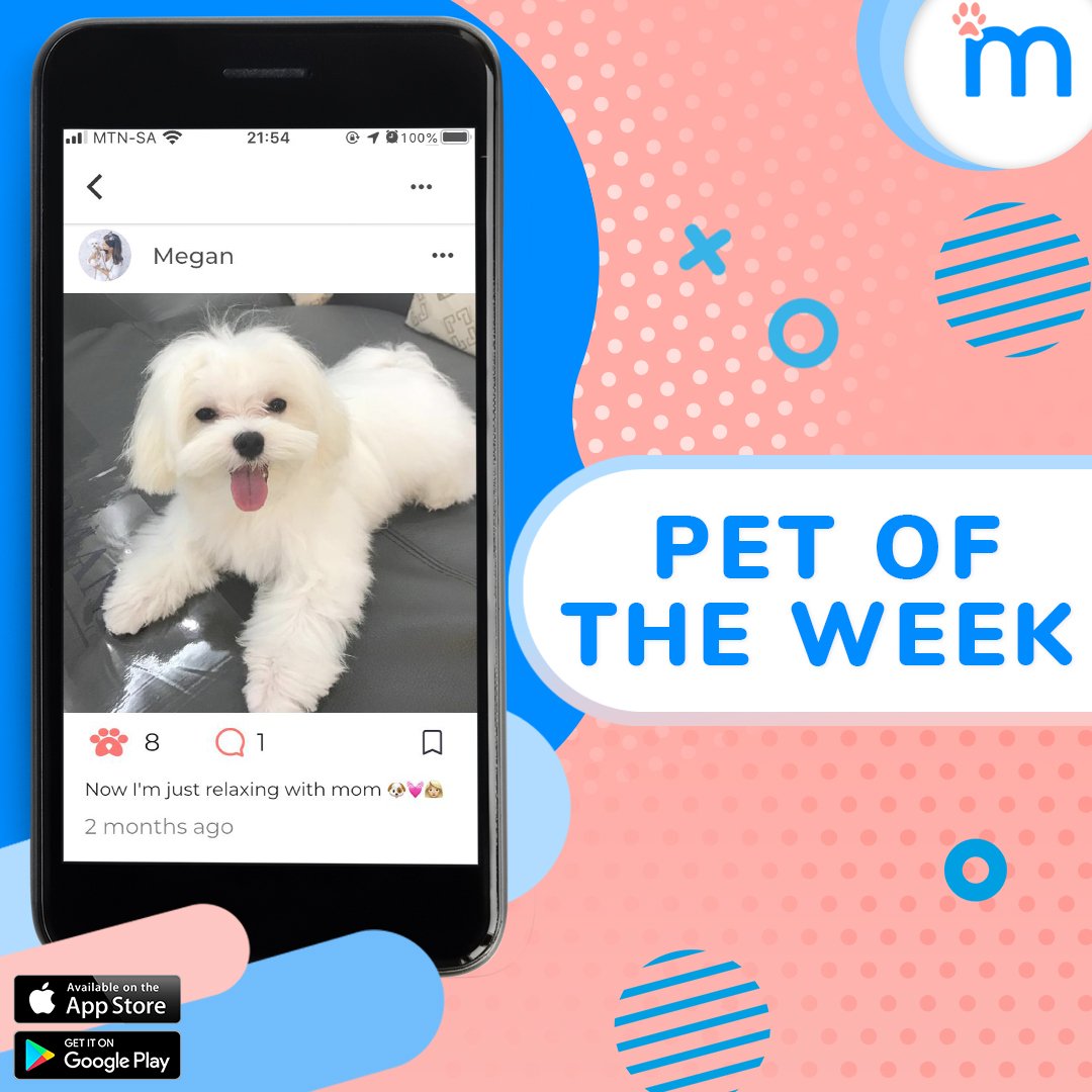 minderzsa's tweet photo. Our FEATURED pet for this weekk is...Lucy 🐶

Lucy is a beautiful Maltese Poodle who loves her walks and is super 
intelligent. Adored by her owner, you can follow Lucy on the Minderz app. 

More info on the Minderz app.
Check it out now: https://t.co/0msKm1mTc9

#Minderz https://t.co/rNQUSWu8w0