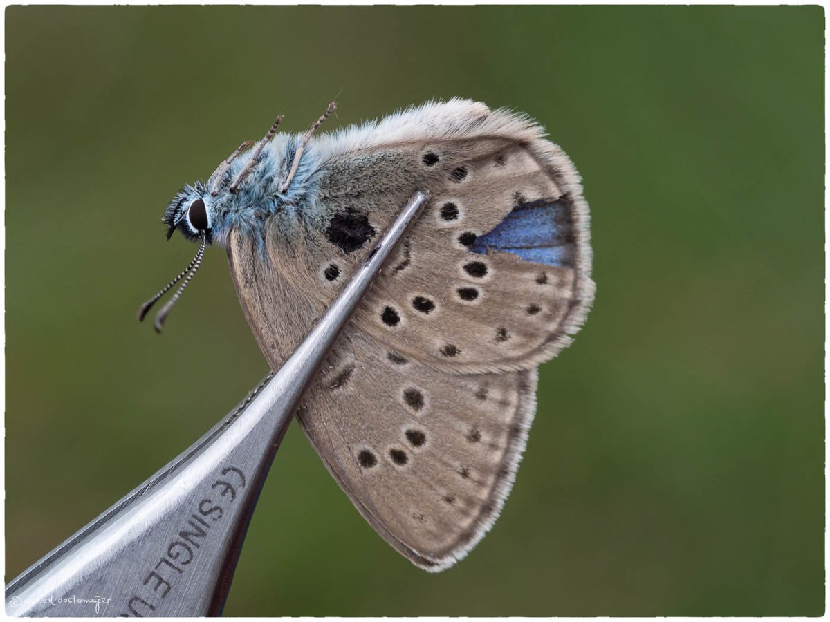 Science4Nature's tweet photo. Het is vandaag Internationale dag van de #natuurbescherming Wij zetten ons in voor effectieve bescherming en herstel van bedreigde soorten, zoals momenteel Gentiaanblauwtje, Lange zonnedauw,  Kranskarwij, Rozenkransje, Kleine schorseneer en andere soorten van heischraal grasland. https://t.co/a4q5D37R0f