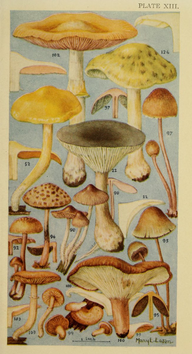 radarespacial_'s tweet photo. Field book of common gilled mushrooms  with a key to their identification and directions for cooking those that are edible,  Thomas William Sturgis 1871 - 1941 #ilustration #nature #insectorum  #archive #scientificillustration https://t.co/DjK8EHW3od