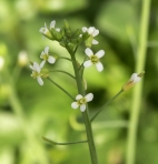INRAE_Tlse's tweet photo. 🏖️[#Science ] Comprendre comment les #plantes se défendent face aux agents #pathogènes est primordial pour aller vers une #agriculture résiliente
👉 une forme majeure de leur système immunitaire décryptée par @INRAE_Tlse @iMEANbiotech @CNRS_Toulouse 

🔗https://t.co/NYAwskgFKK 🌞 https://t.co/ueOqopkb8U