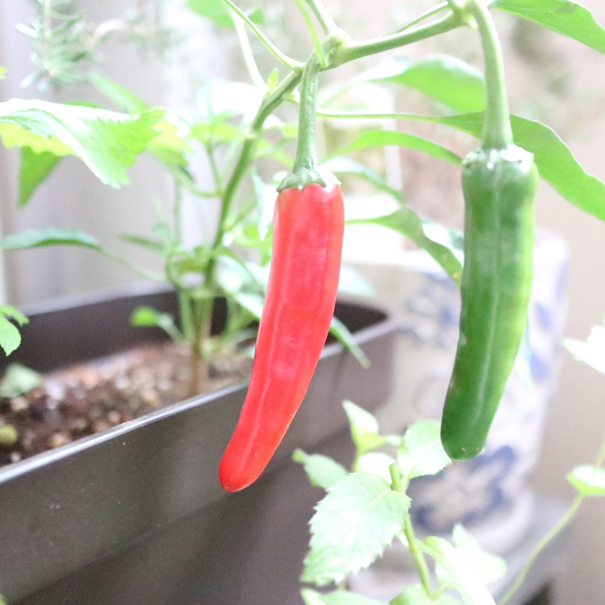 唐辛子栽培 Twitter Search Twitter